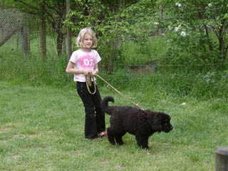 hunde2