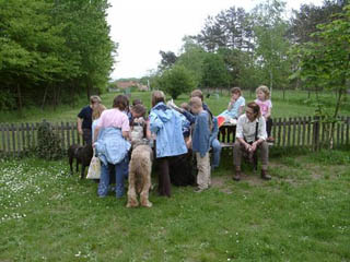 hunde7